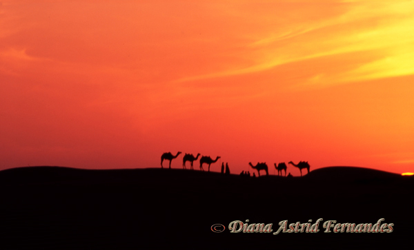 India-sunset-at-Thar-Desert-Rajasthan